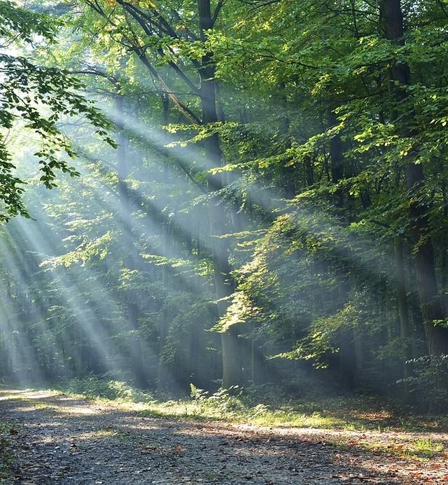 Raze de soare prin pădurea de fag de pe versantul Tâmpei