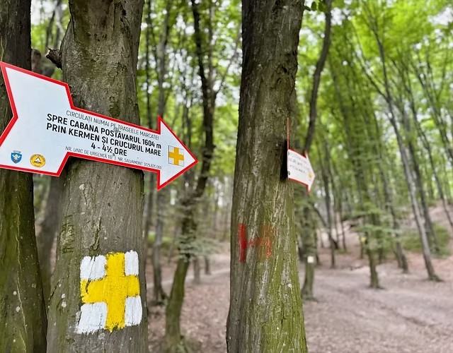 Trasee de drumeție prin pădurea de pe Tâmpa, lângă Forest Residence